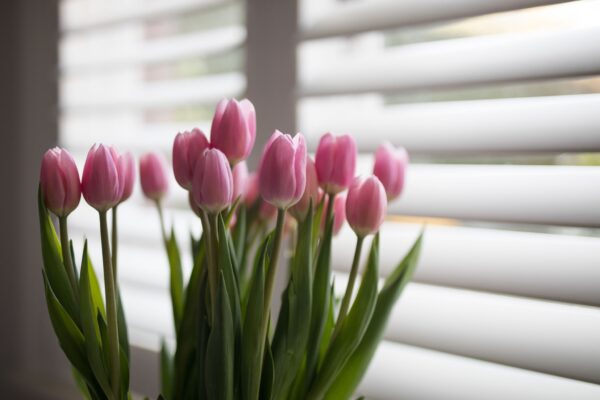 Basswood Shutters - Image 10